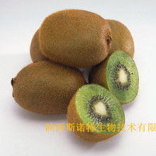 寶雞市特產(chǎn)銷售行業(yè)協(xié)會 領航獼猴桃產(chǎn)業(yè)，打造“金果”新名片