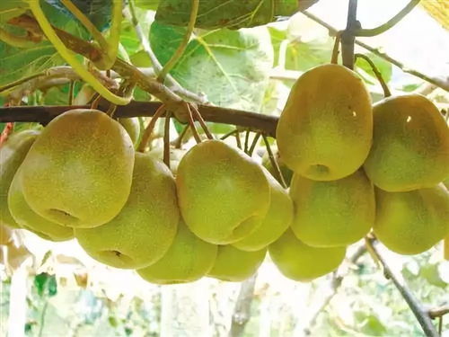 黑山北門4萬斤獼猴桃待售，呼吁社會力量助果農(nóng)渡難關