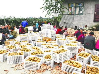 價(jià)格低迷的背后 產(chǎn)量激增與市場(chǎng)變化如何影響獼猴桃銷(xiāo)售
